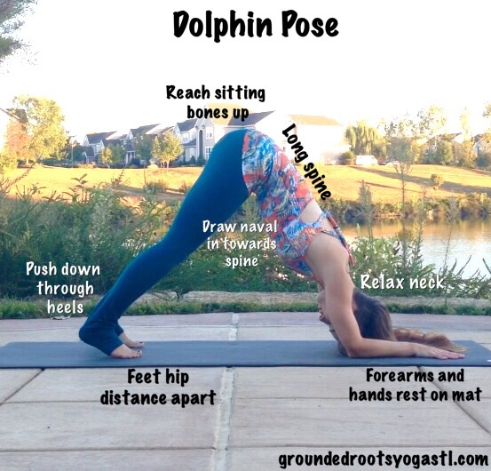 Dolphin Pose